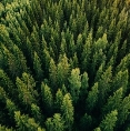 3 000 гектарів лісу на Волині – під забороною відвідування | ВолиньPost